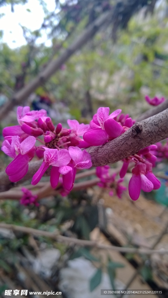 桃花