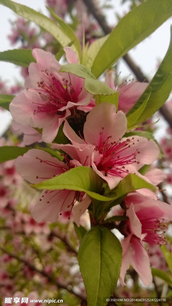 桃花