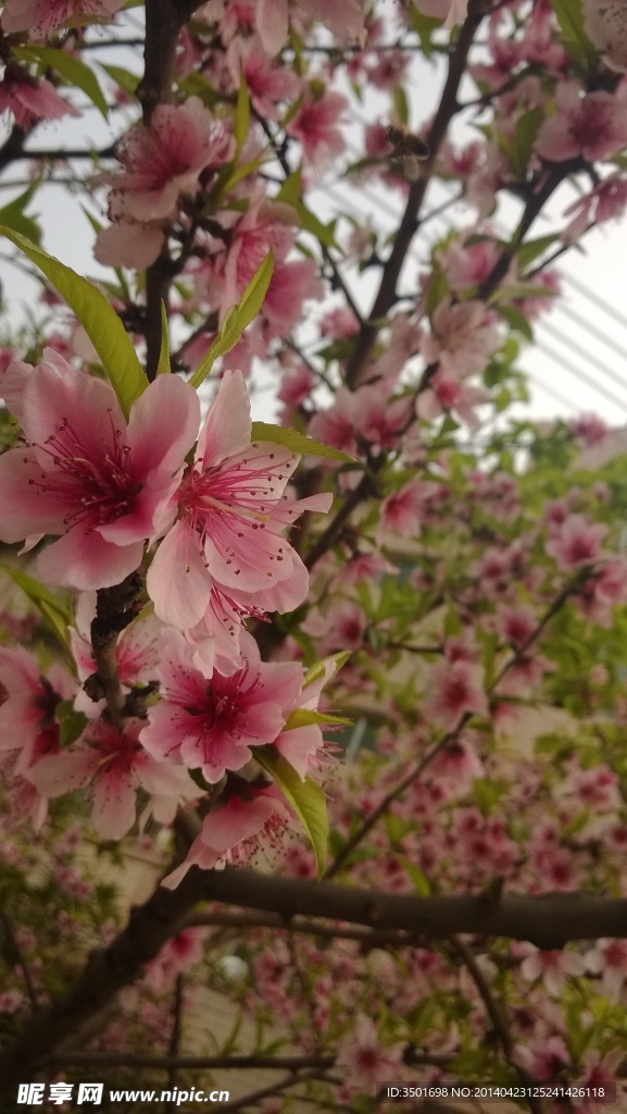 桃花