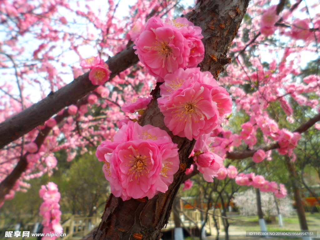 榆葉梅花