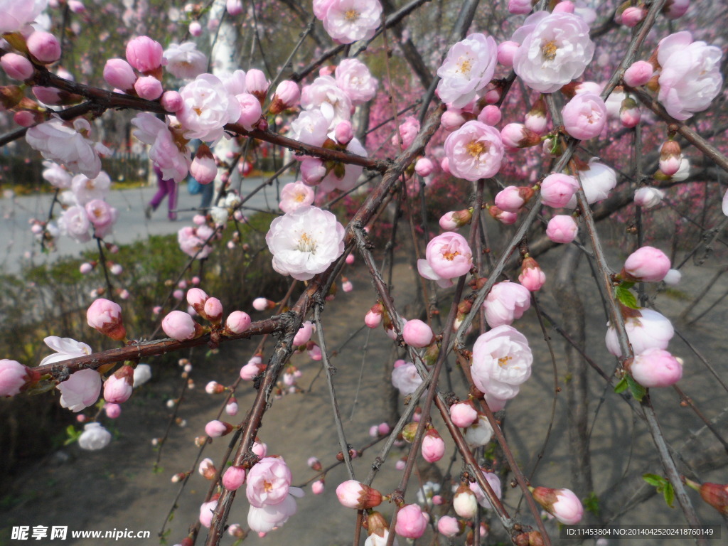 榆葉梅花