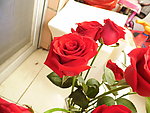 玫瑰花 爱情 情人节