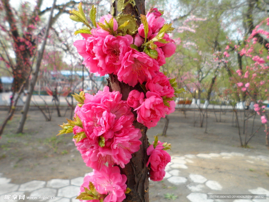 榆葉梅花