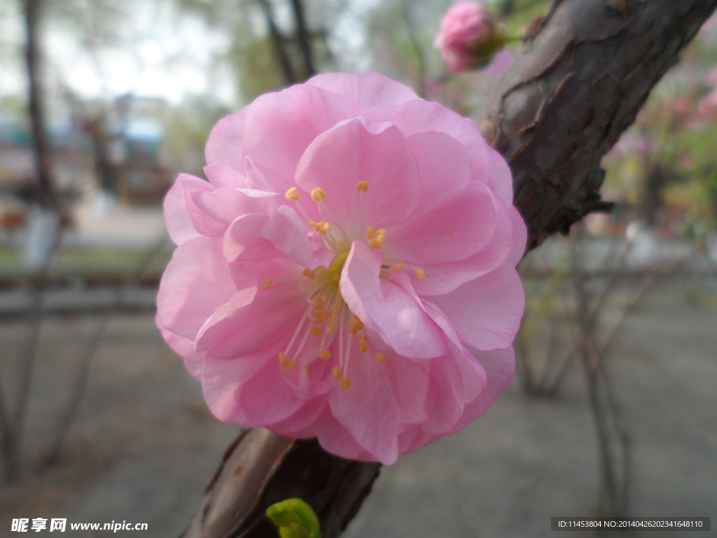 榆葉梅花