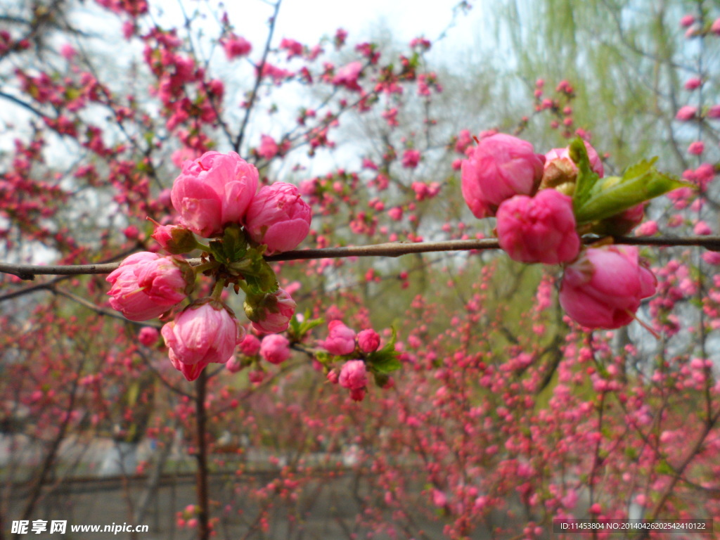 榆葉梅花