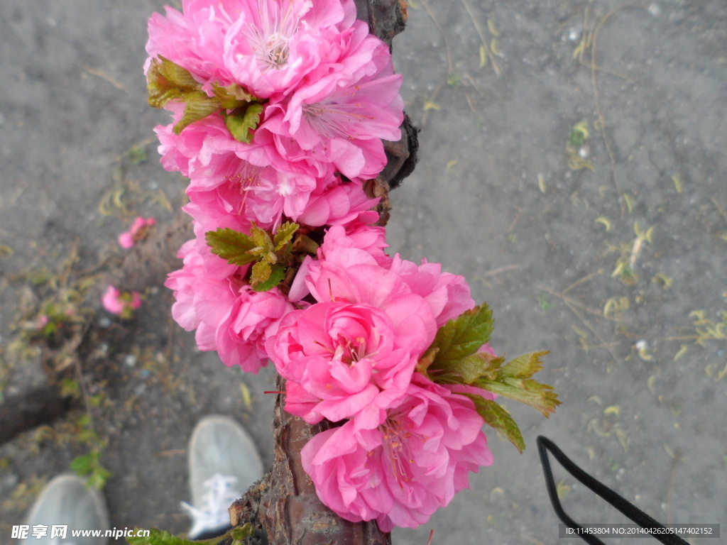 榆葉梅花