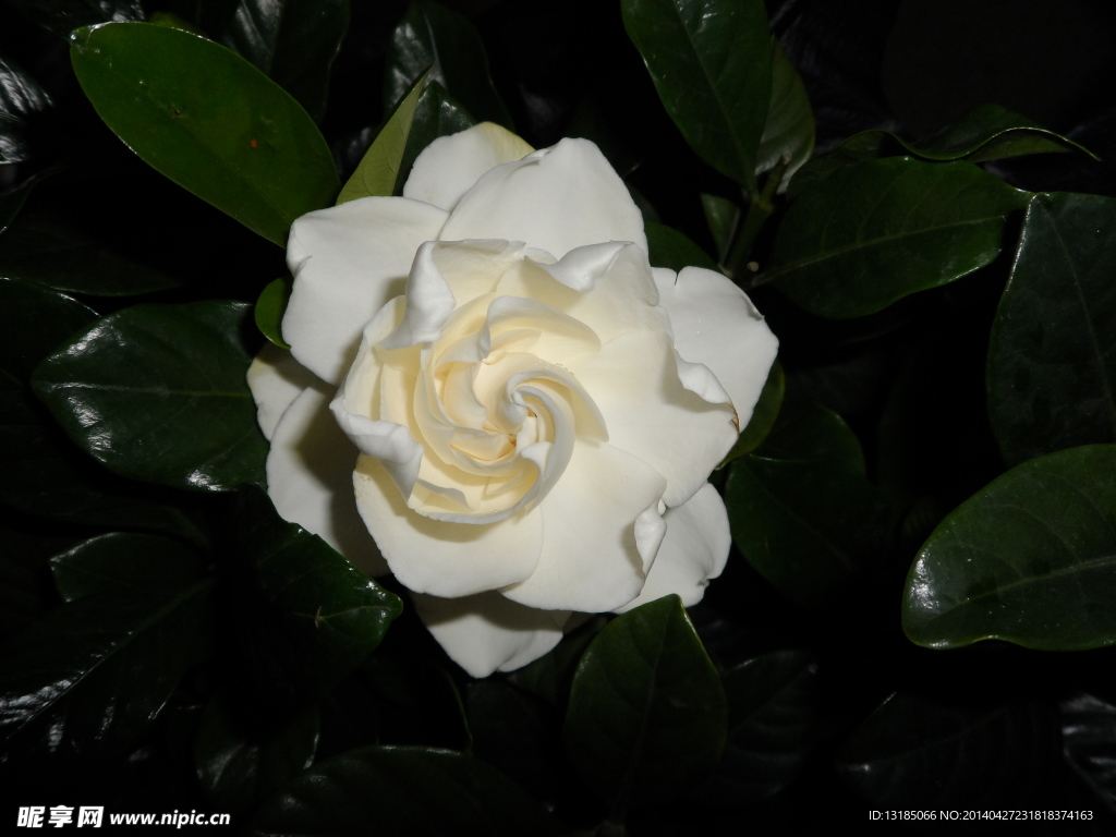 枙子花