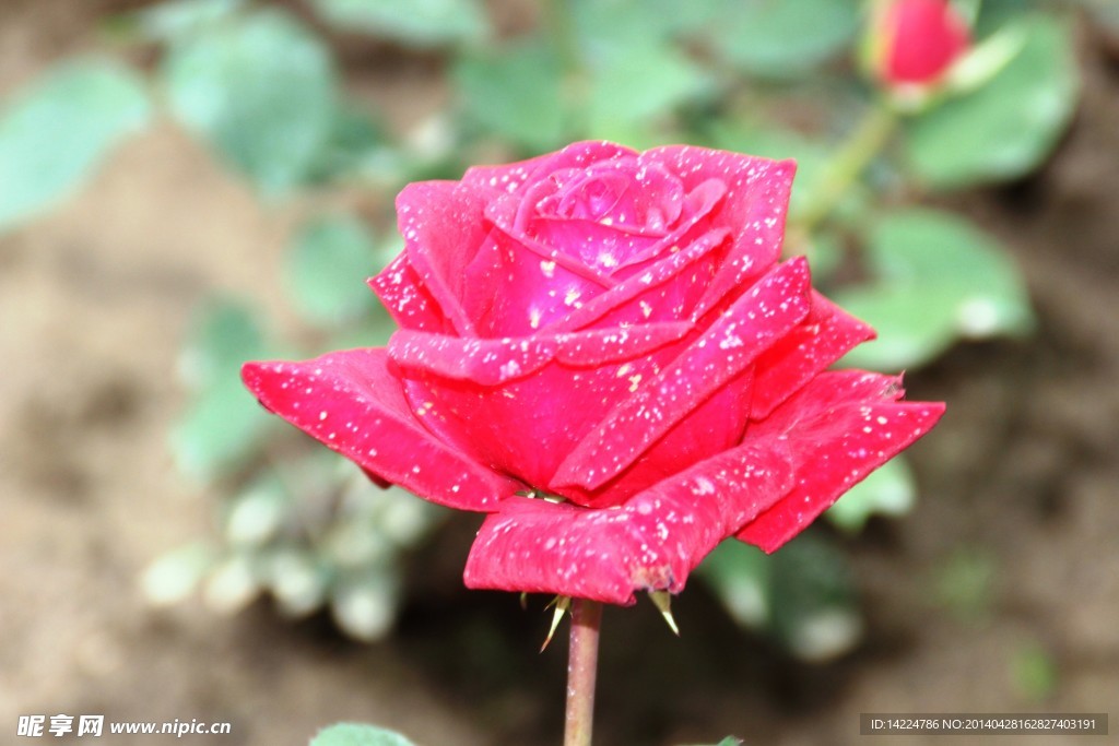 牡丹花開(kāi)