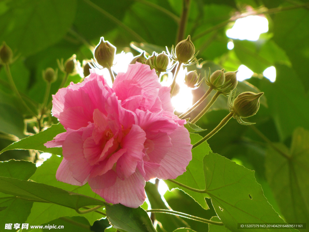 木芙蓉