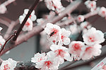 桃花朵朵開