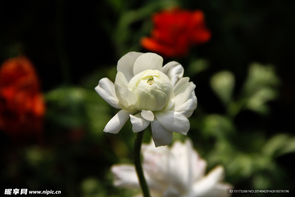 白花