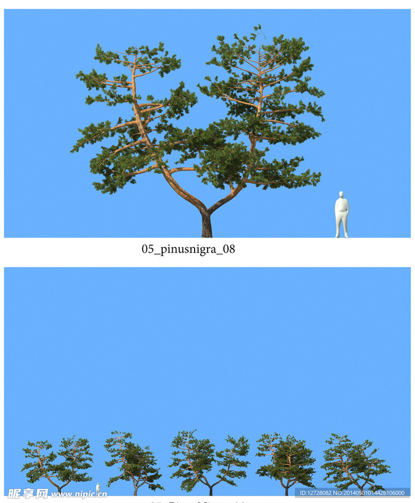 松樹模型