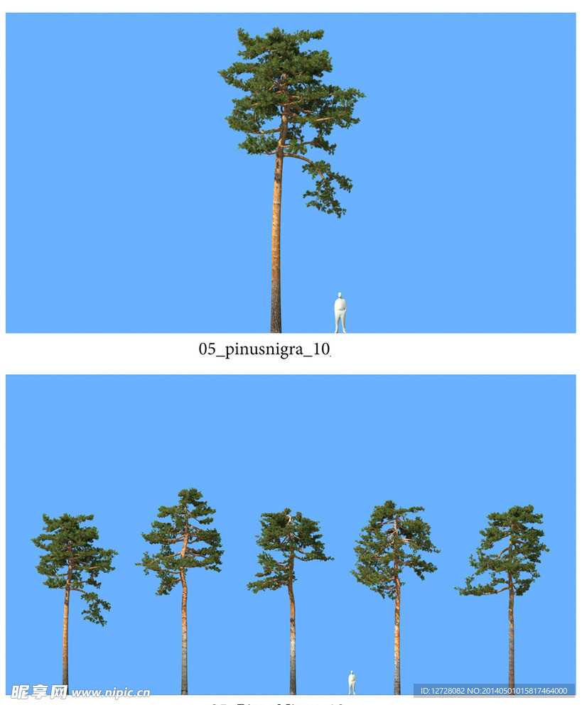 松樹模型