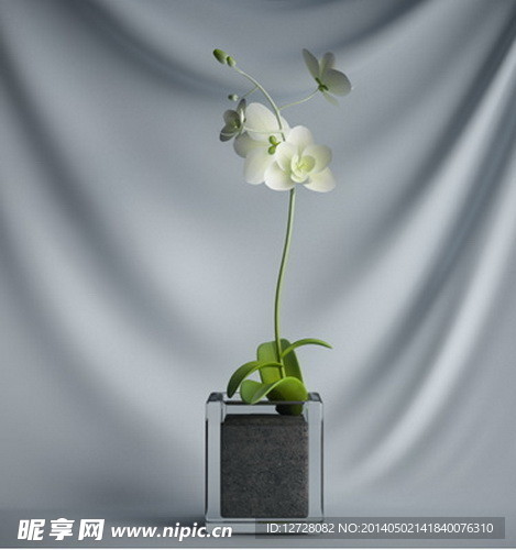 花瓶植物