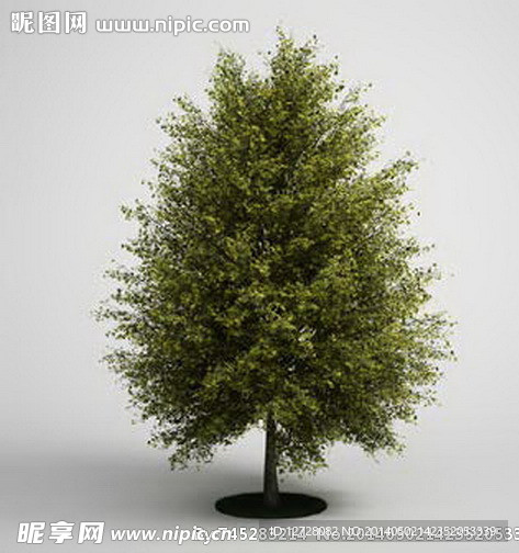 植物