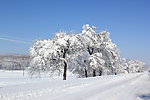 雪后的树与路