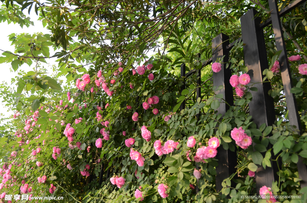 薔薇 玫瑰 月季夏