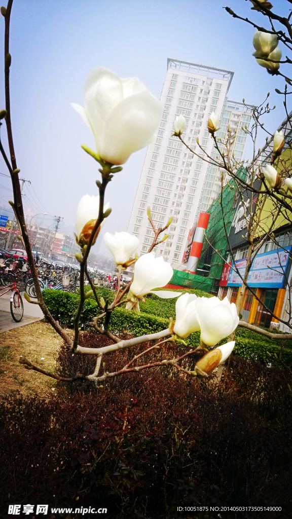 玉蘭花開