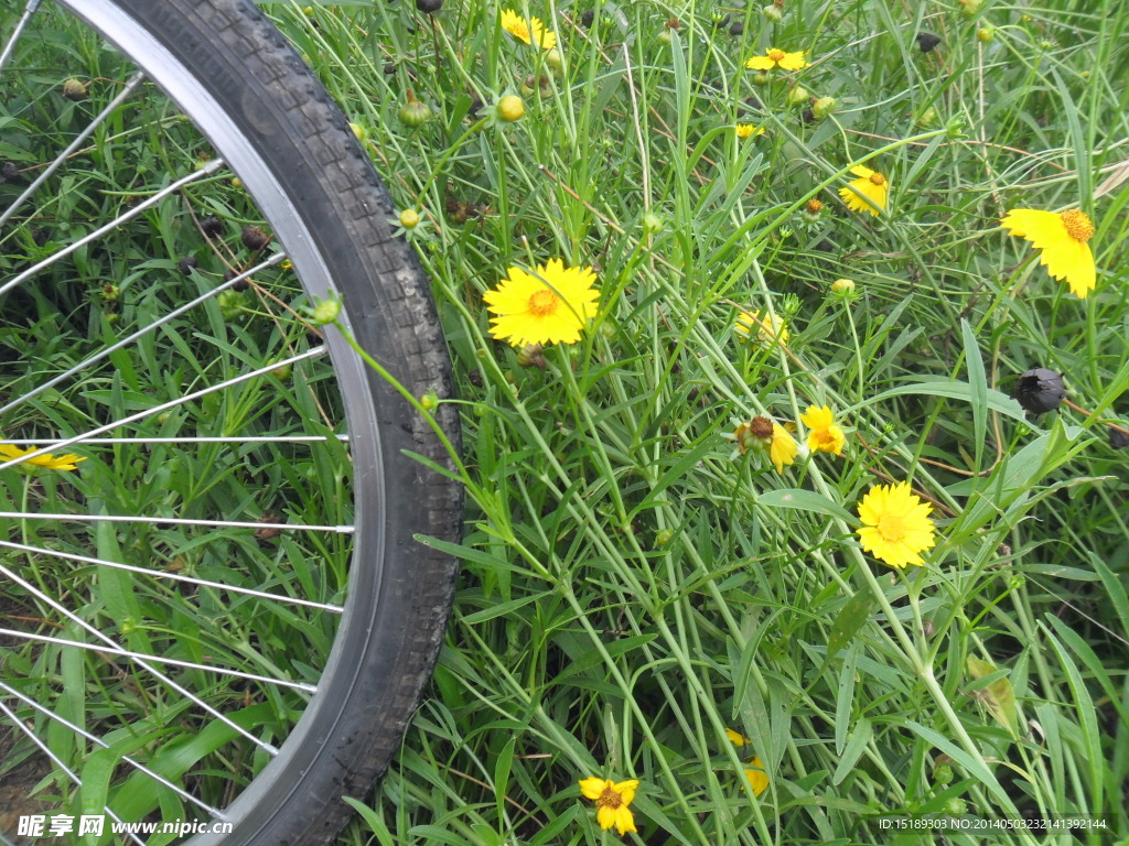 自行车与花