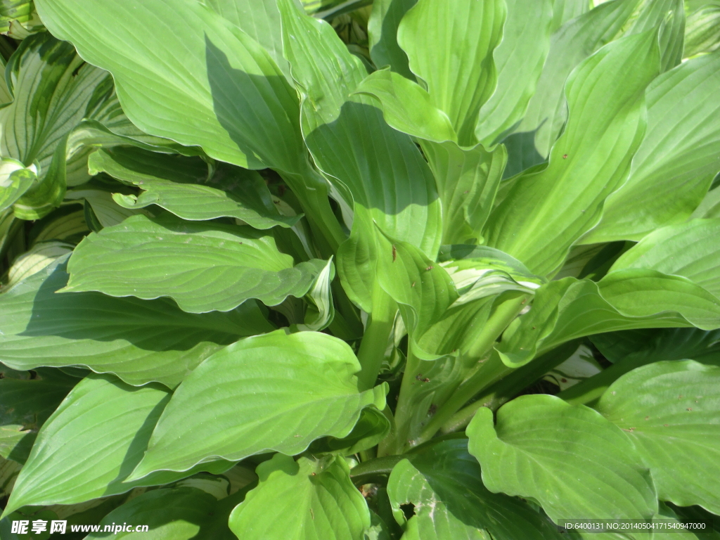綠色野菜
