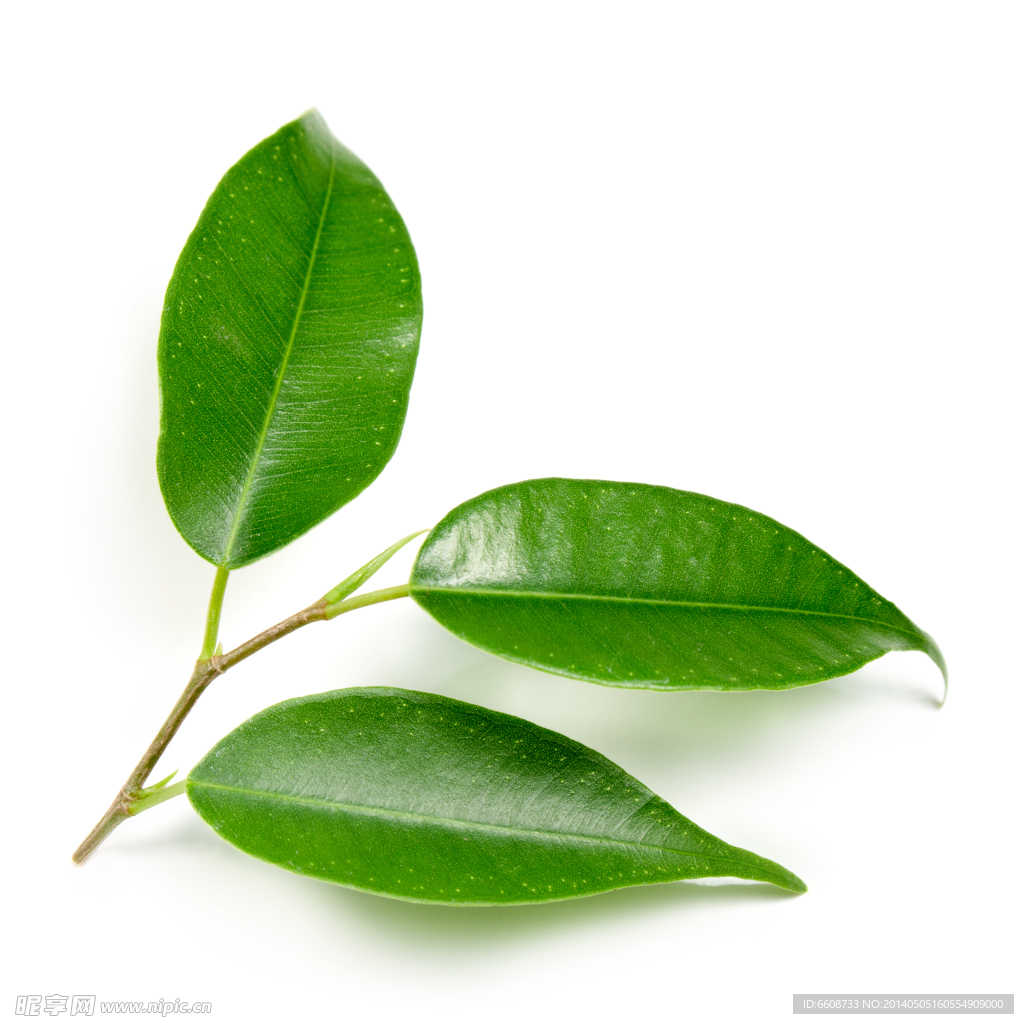 樹葉綠葉葉子