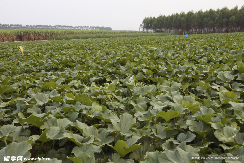 小甜瓜種植基地