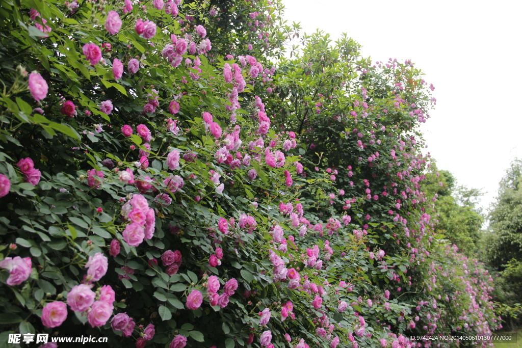 薔薇