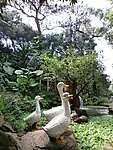白天鹅雕塑品 公园景