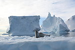 冰山 冰川 南极