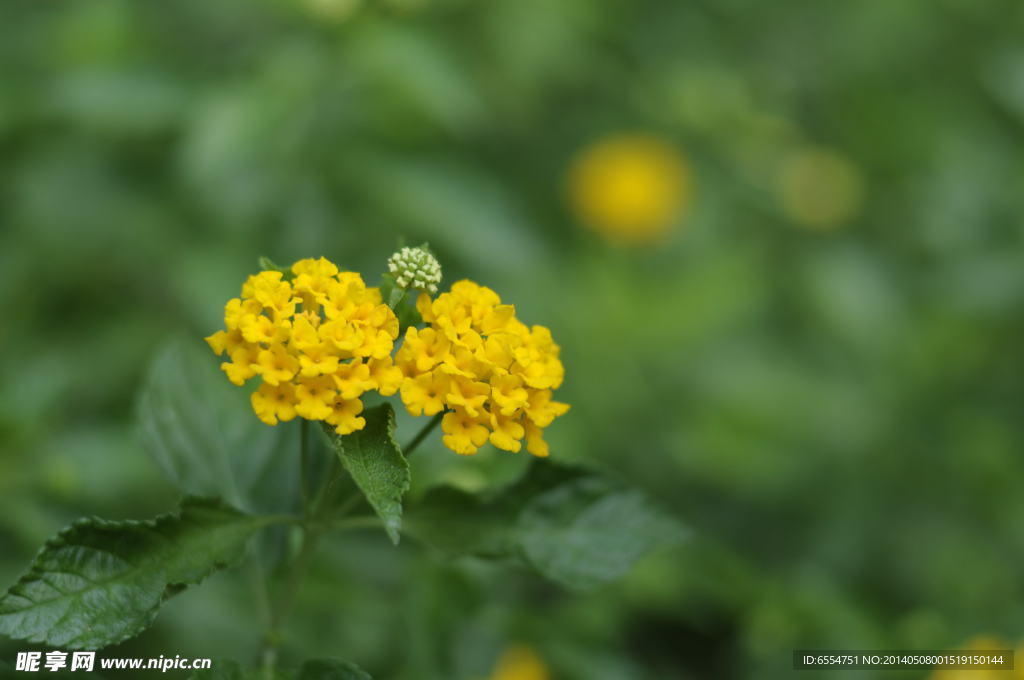 清新 花草