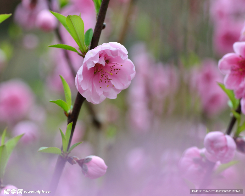 桃花