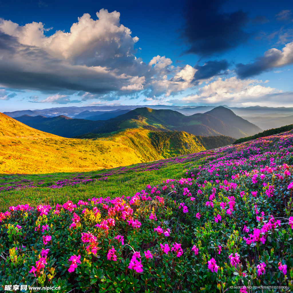 鲜花自然花草风景风光