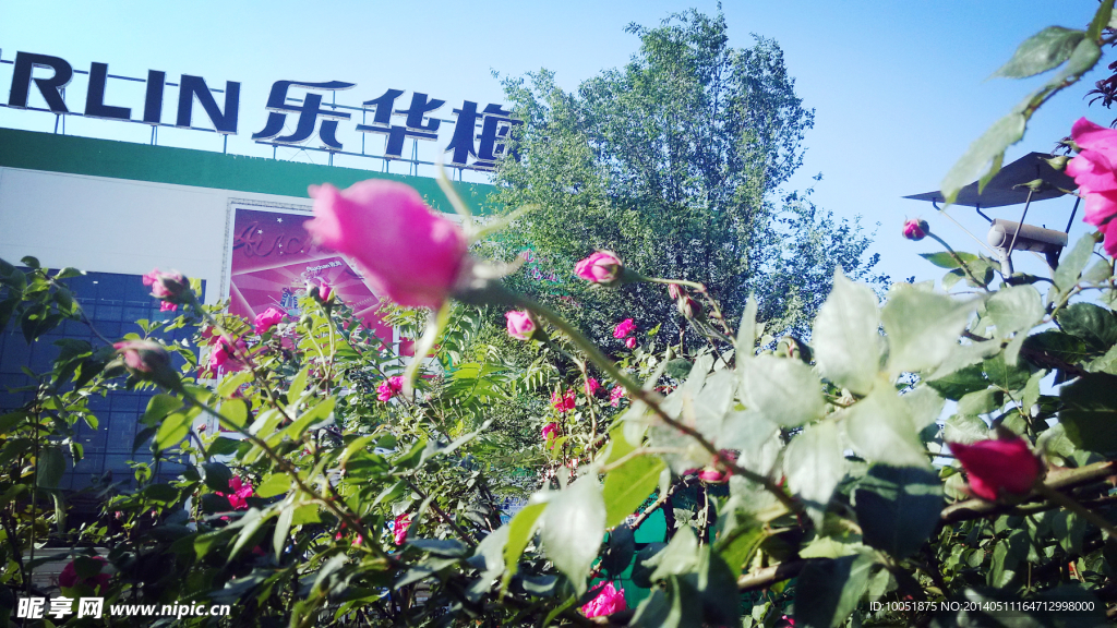 薔薇