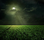 月光草原