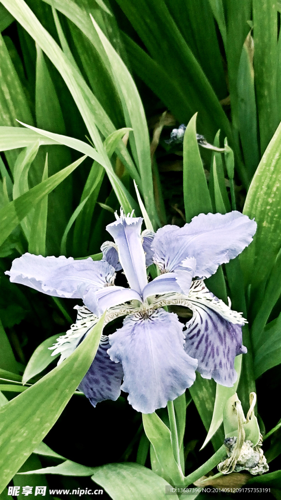 蘭花