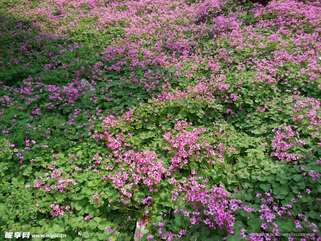 盛開三葉草