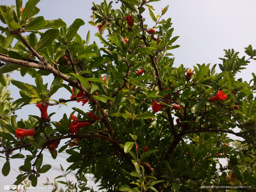 盛開石榴花