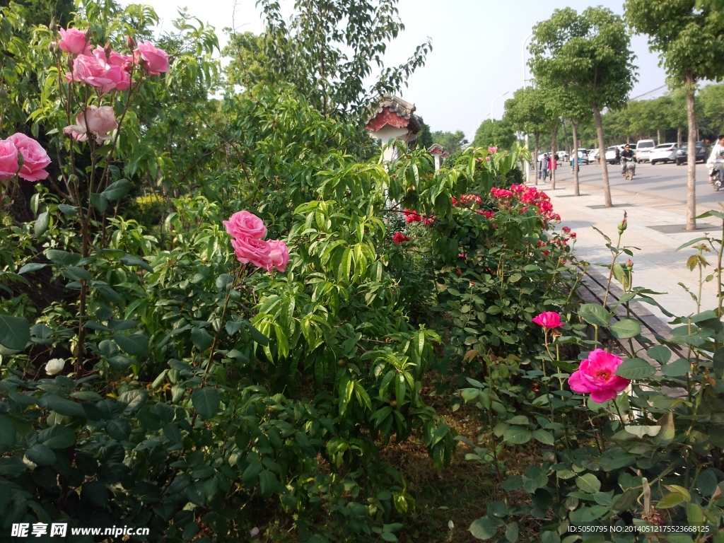 月季花攝影