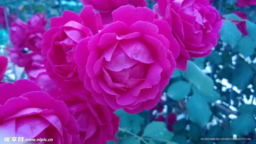 月季