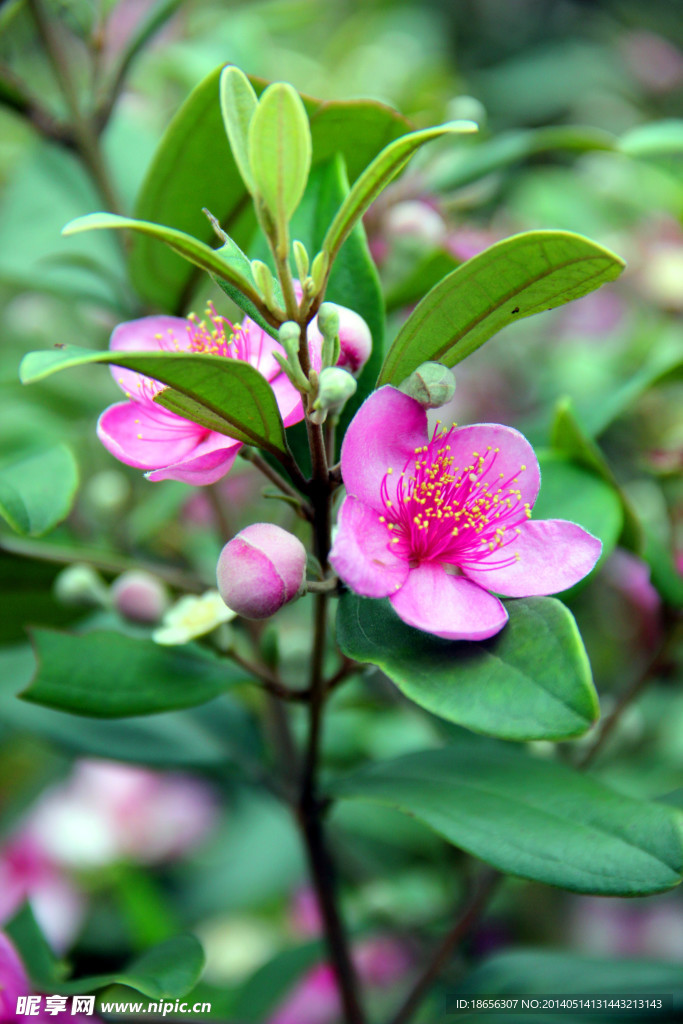 山花