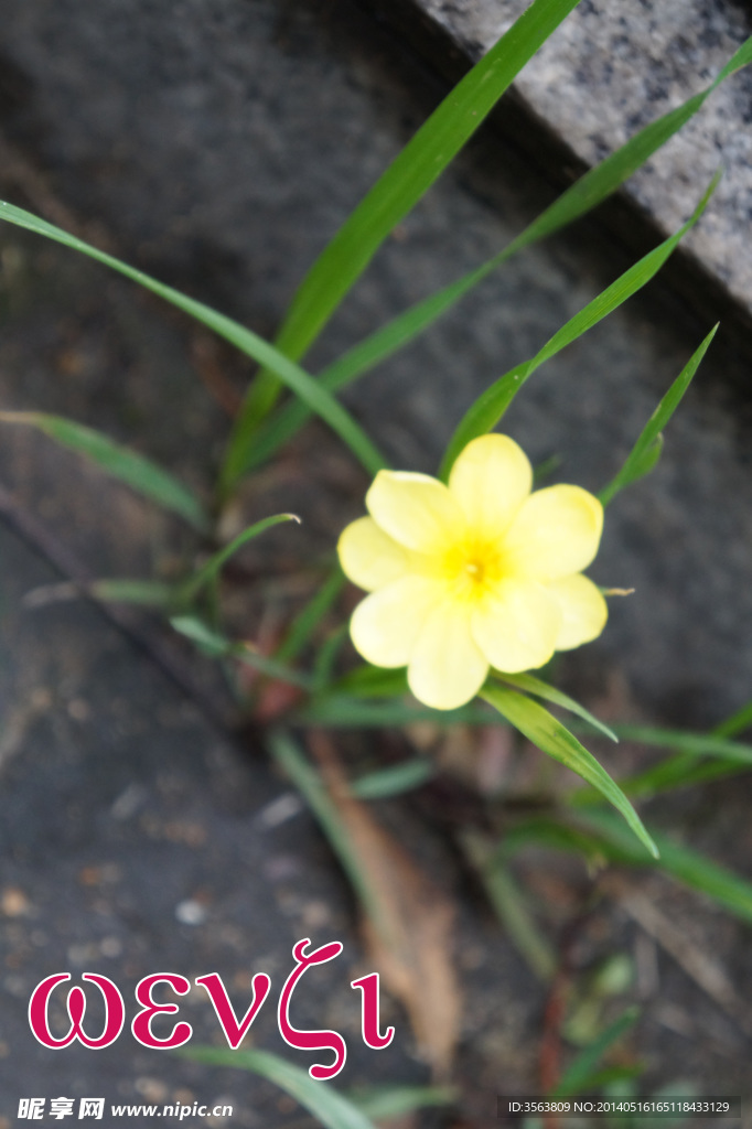 迎春花