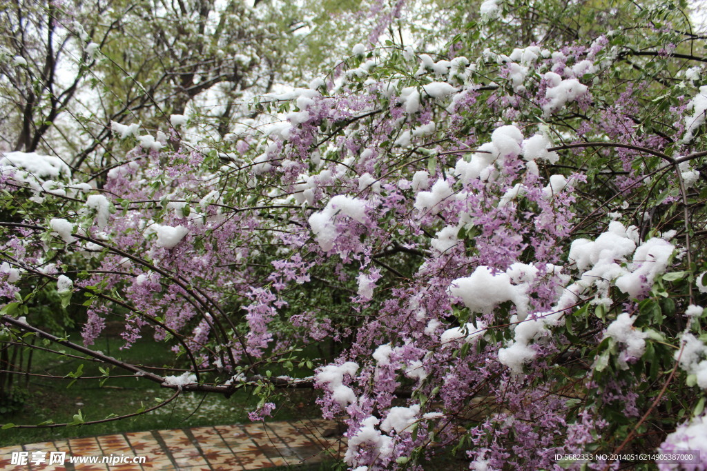 雪壓鮮花