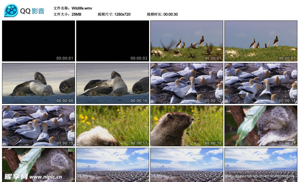 動物世界