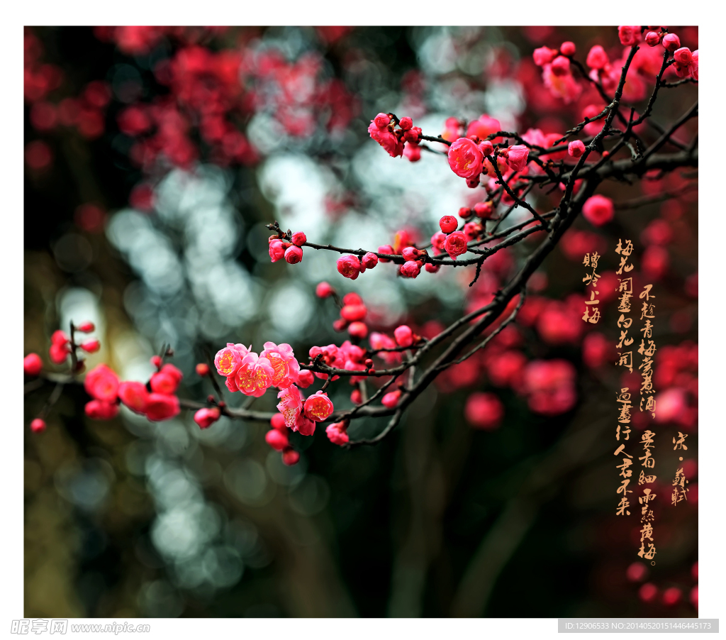 紅梅