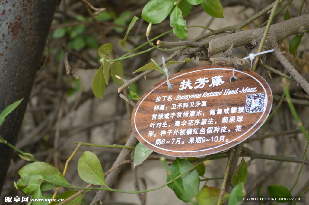扶芳藤花草攝影圖