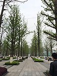 公园广场树木