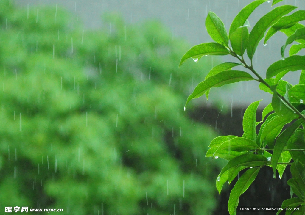 春天小雨淅沥 绿叶