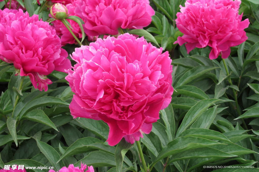 芍藥花