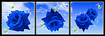 三联无框画中蓝玫瑰