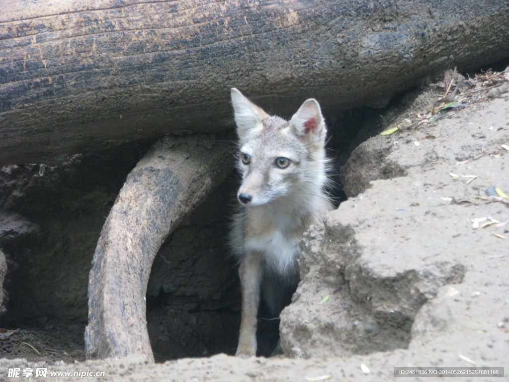 動物園 狐貍